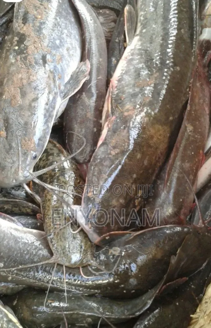 Fresh Catfish