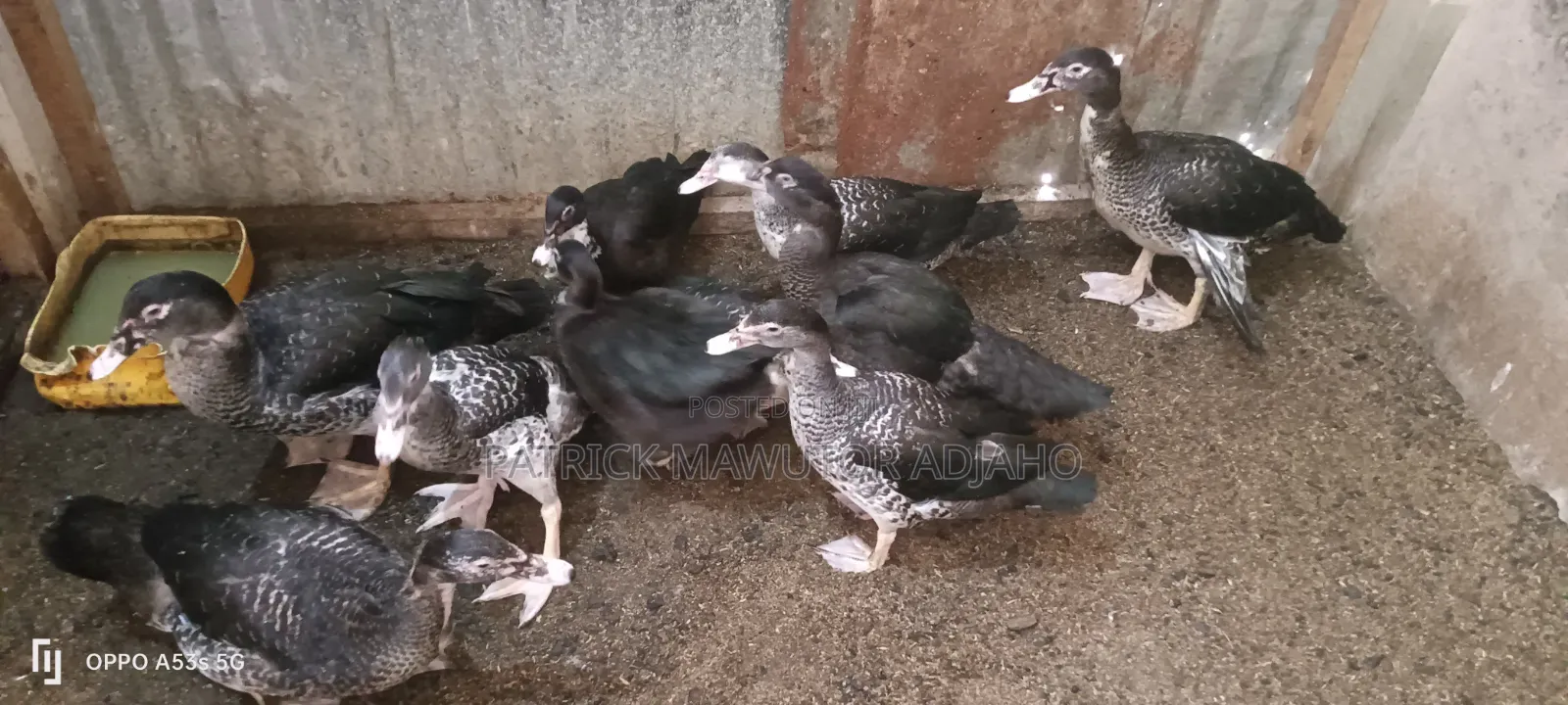 Three Months Old Muscovy Ducks for Sale