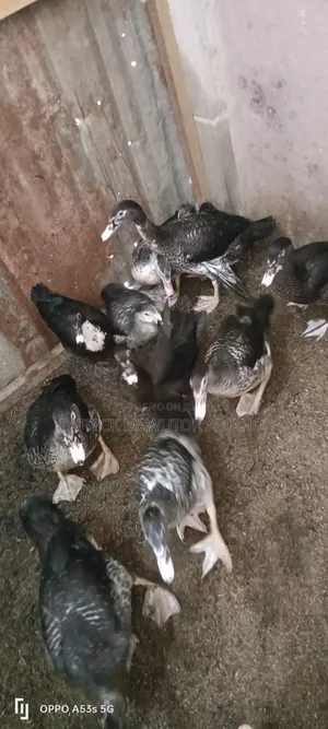 Three Months Old Muscovy Ducks for Sale