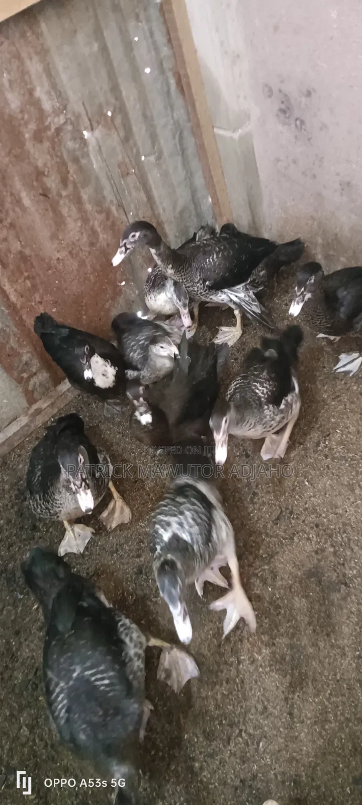 Three Months Old Muscovy Ducks for Sale