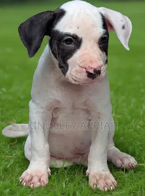 1-3 months Male Purebred American Pit Bull Terrier