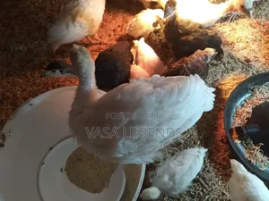 Month Old Hybrid Turkeys