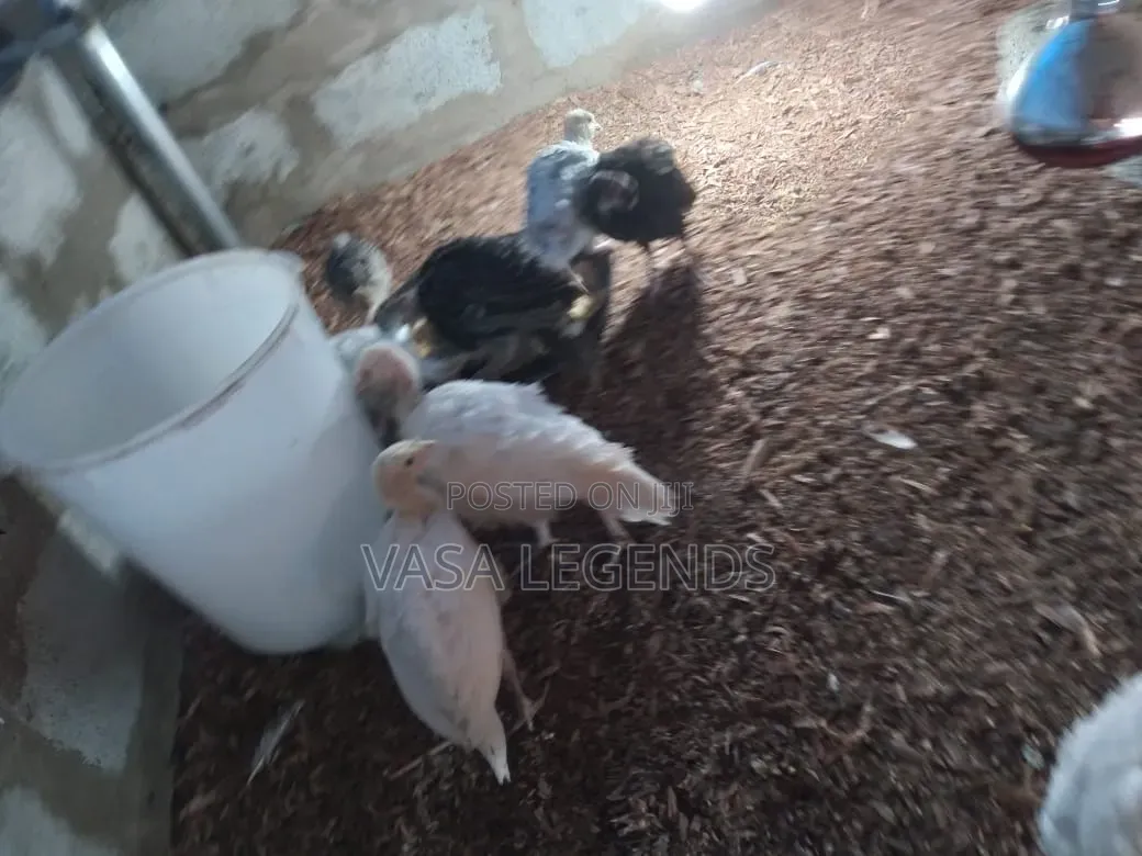 Month Old Hybrid Turkeys