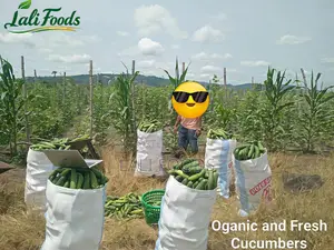 Organic Cucumbers