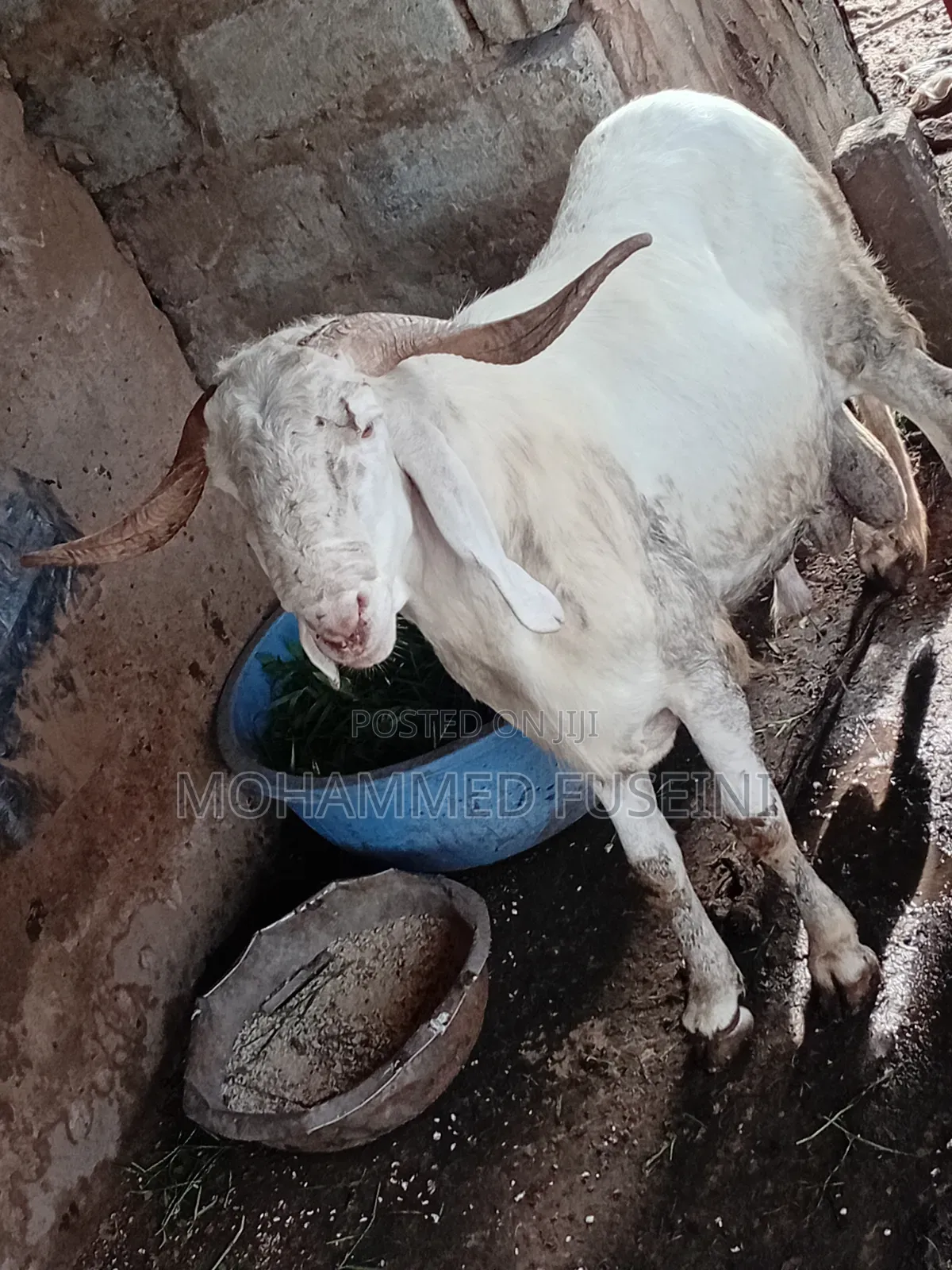 White Male Sheep
