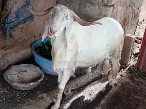 White Male Sheep