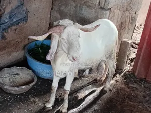 White Male Sheep