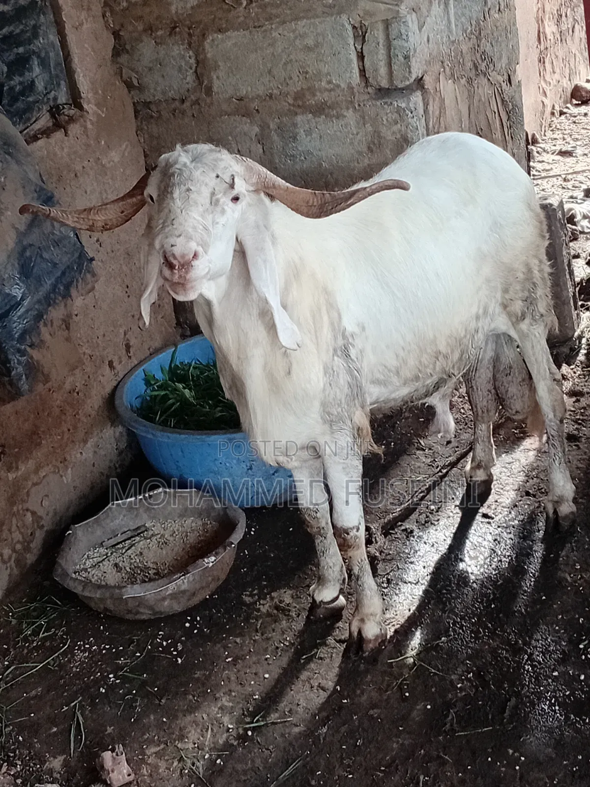 White Male Sheep