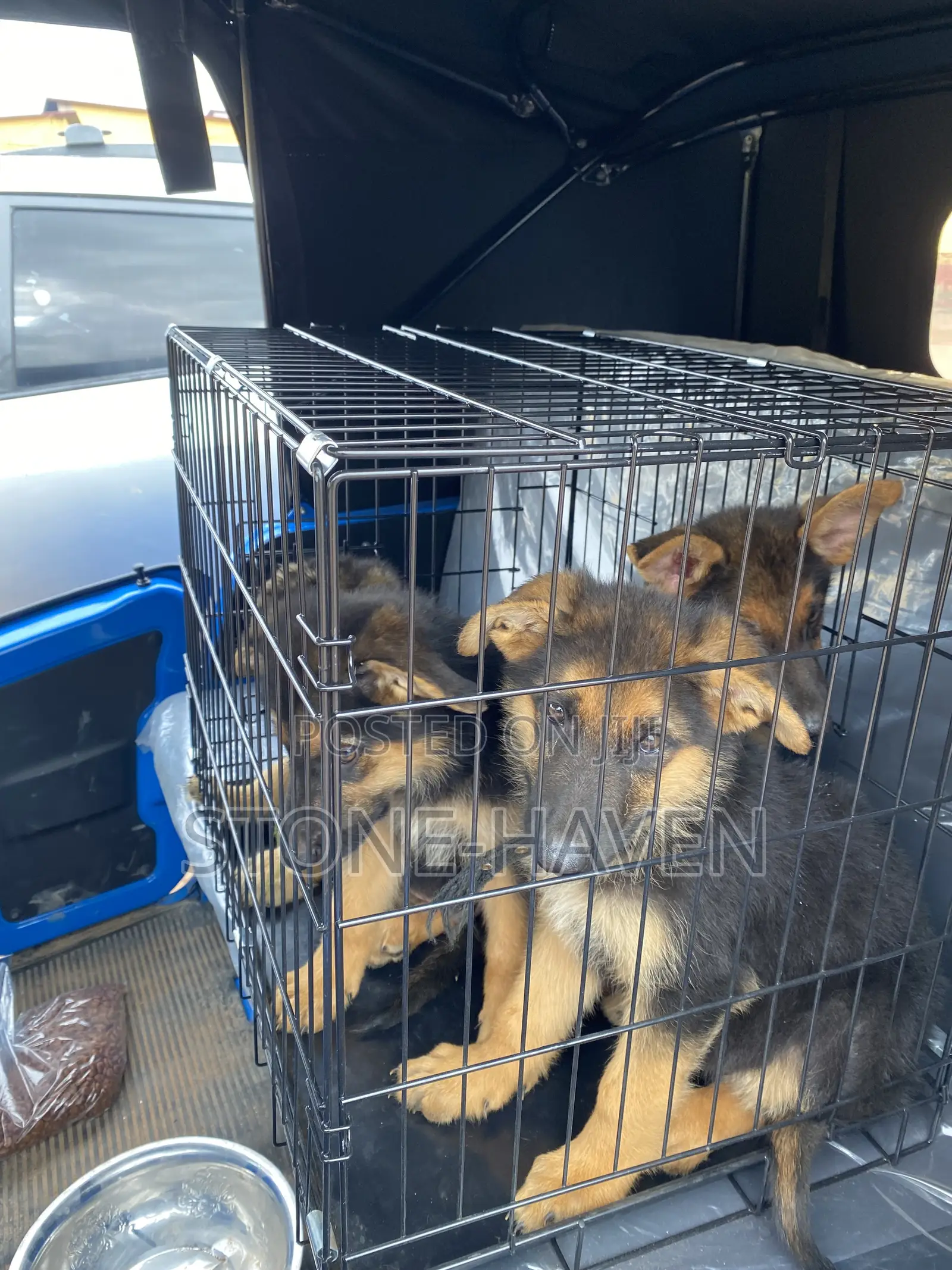 1-3 months Female Purebred German Shepherd
