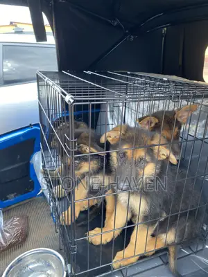 1-3 months Female Purebred German Shepherd