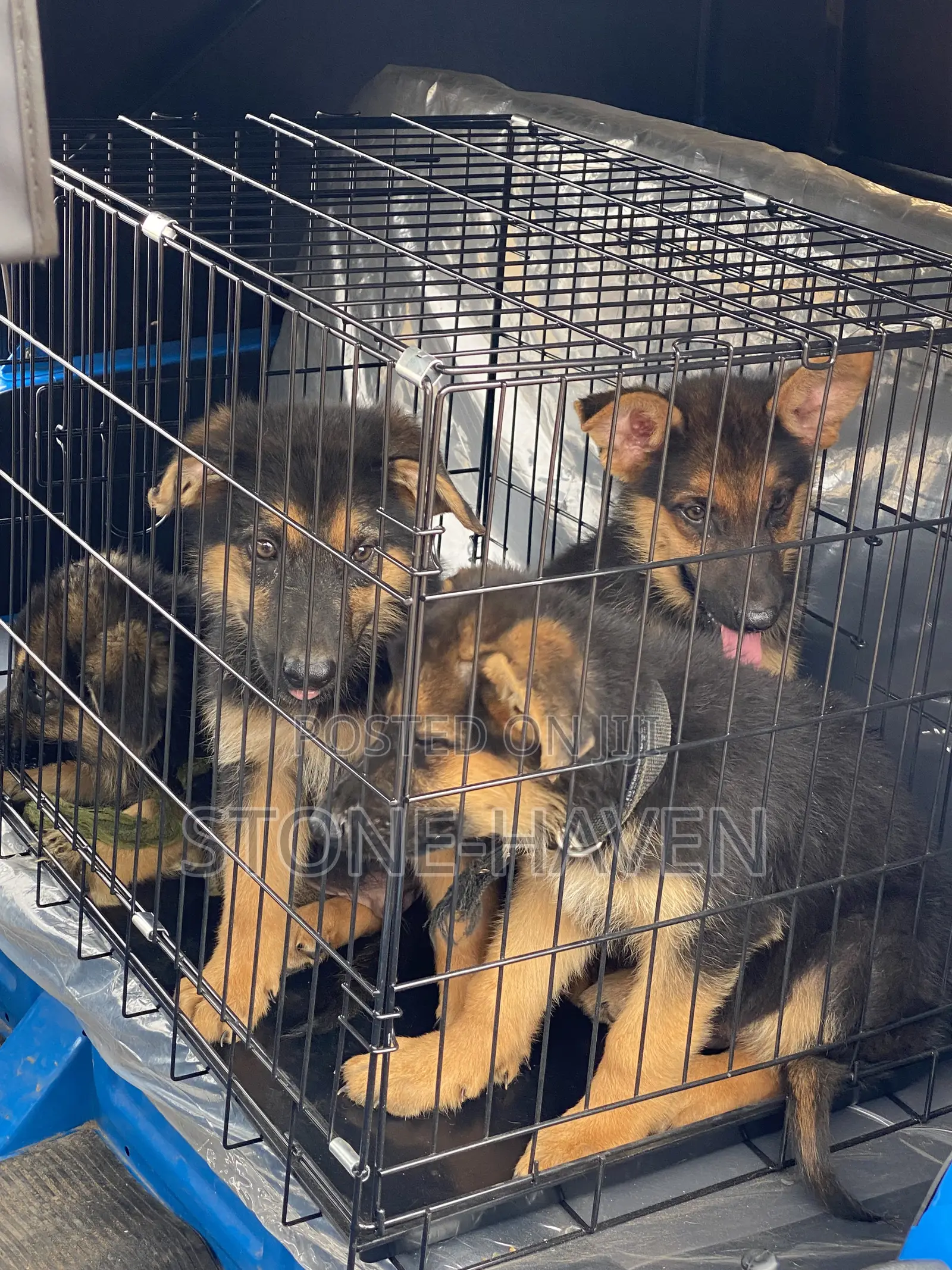 1-3 months Female Purebred German Shepherd