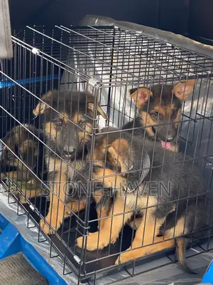 1-3 months Female Purebred German Shepherd