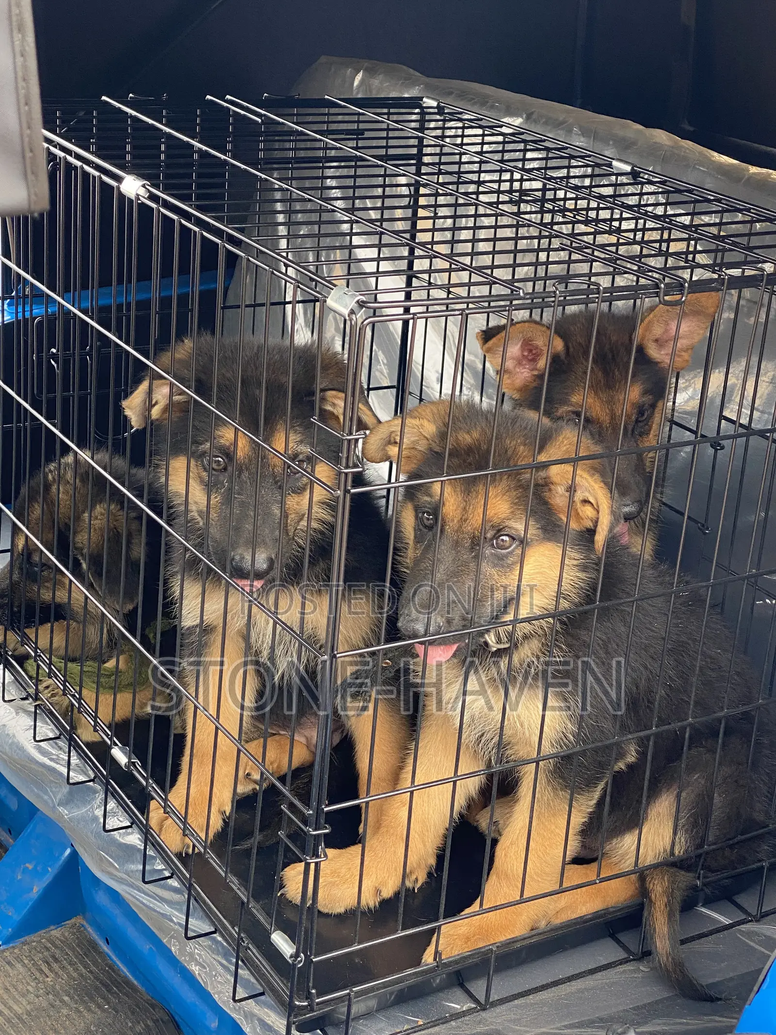 1-3 months Female Purebred German Shepherd