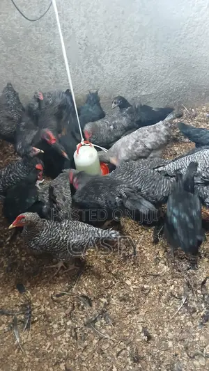 Black and White Chicken for Sale Months 5 Old