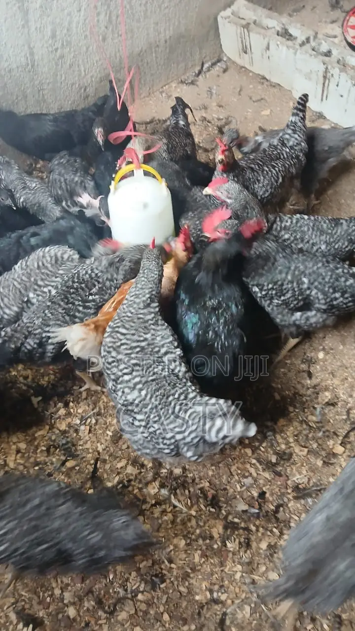 Black and White Chicken for Sale Months 5 Old