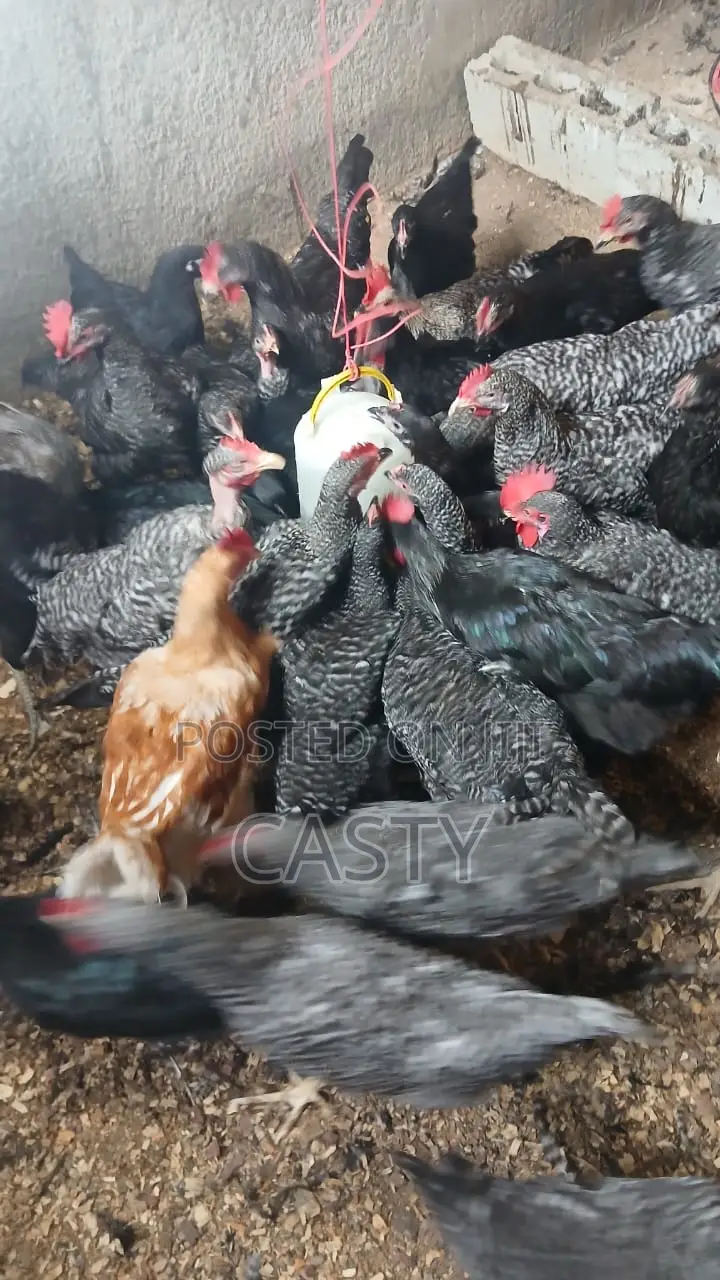 Black and White Chicken for Sale Months 5 Old