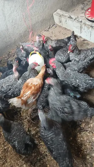 Black and White Chicken for Sale Months 5 Old