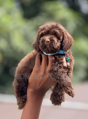 1-3 months Male Purebred Poodle