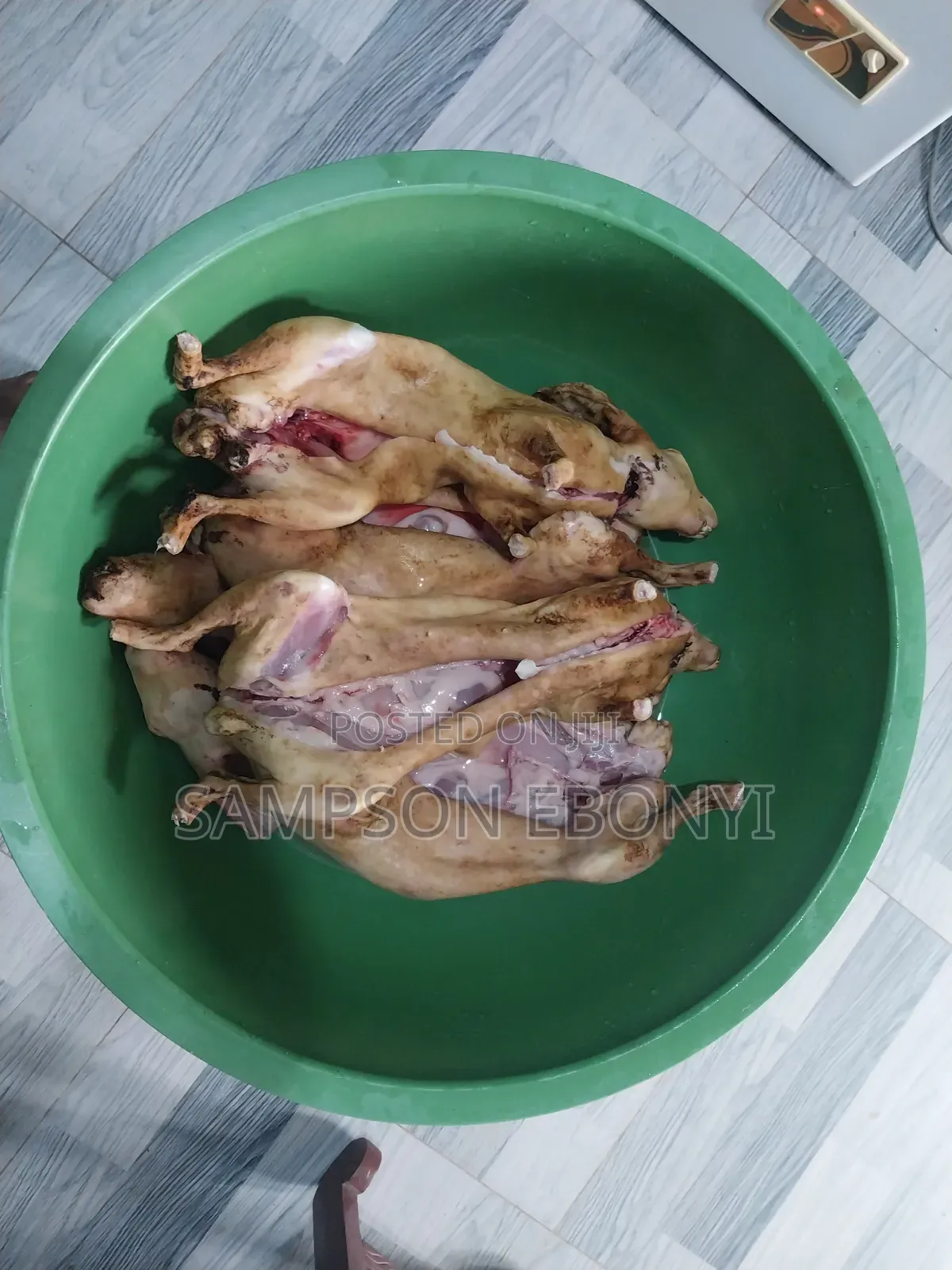 Rabbits For Sale