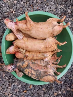 Rabbits For Sale