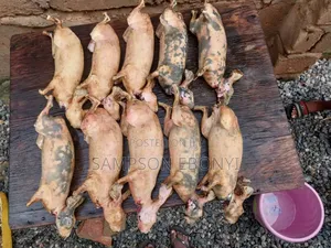 Rabbits For Sale
