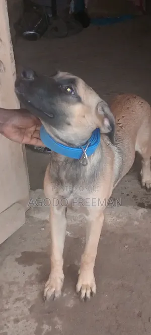 3-6 months Female Purebred Boerboel