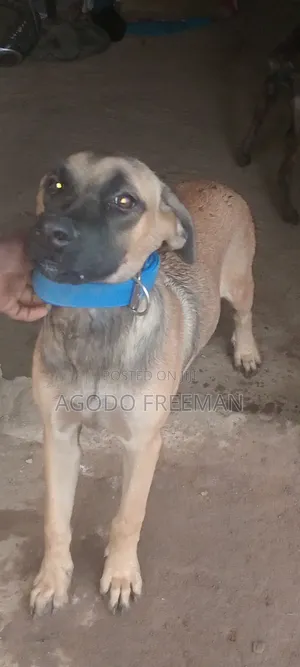 3-6 months Female Purebred Boerboel