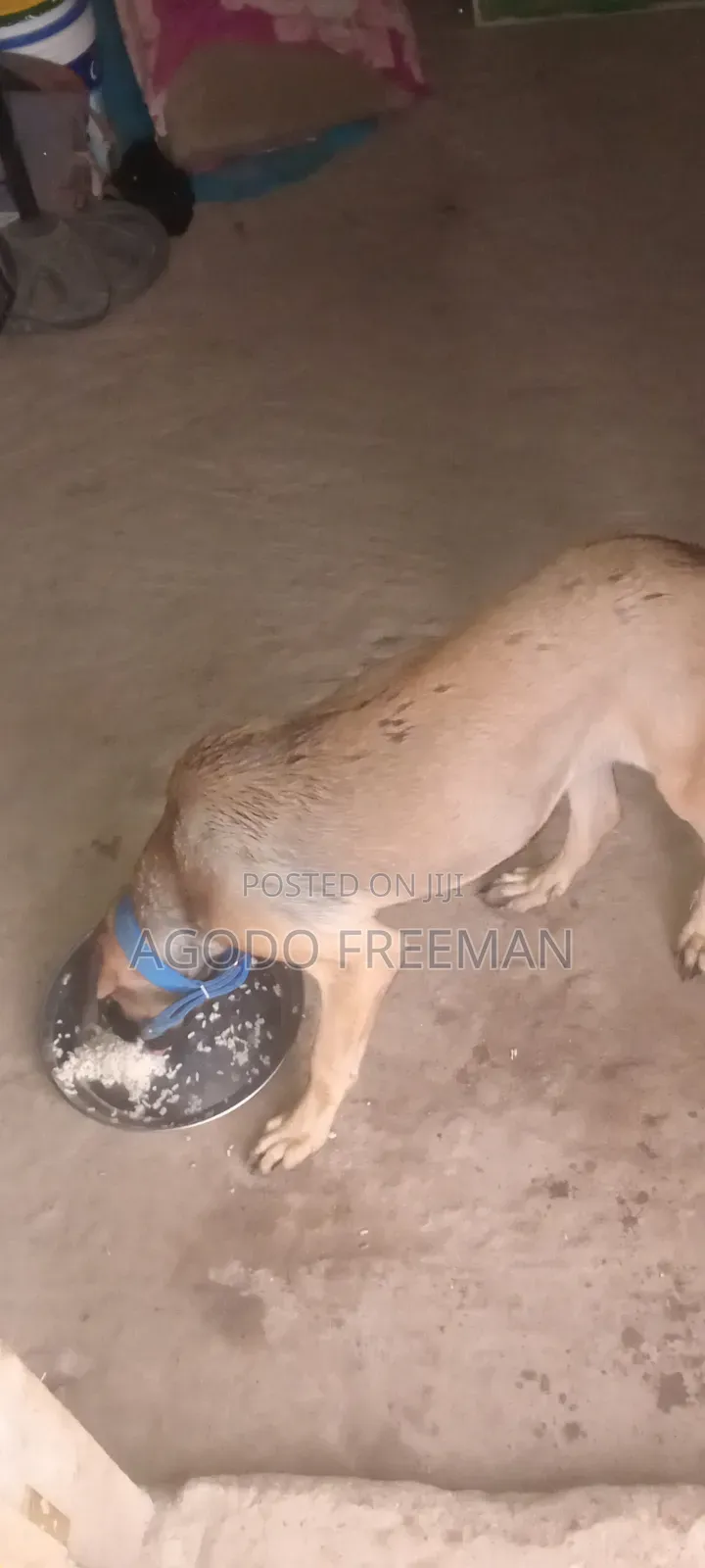 3-6 months Female Purebred Boerboel