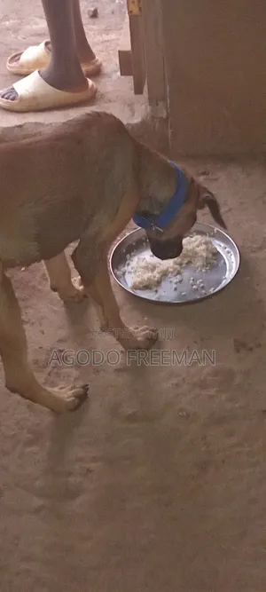 3-6 months Female Purebred Boerboel