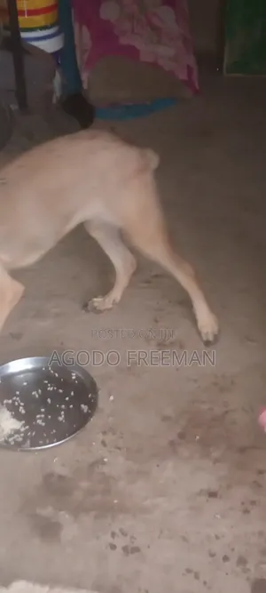 3-6 months Female Purebred Boerboel