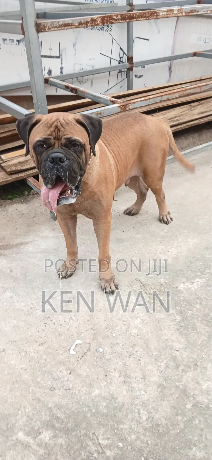 1+ year Female Purebred Bullmastiff