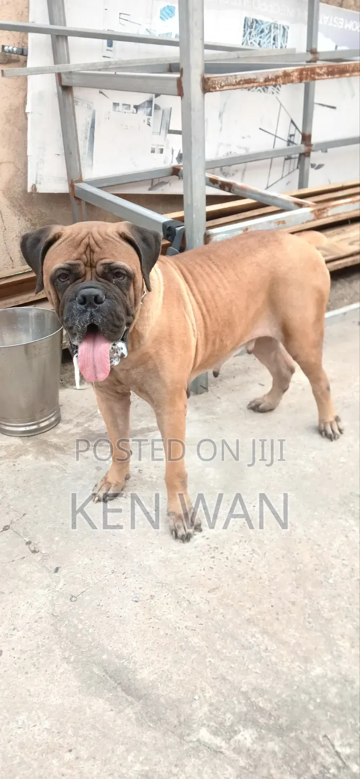 1+ year Female Purebred Bullmastiff