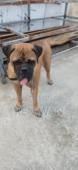1+ year Female Purebred Bullmastiff