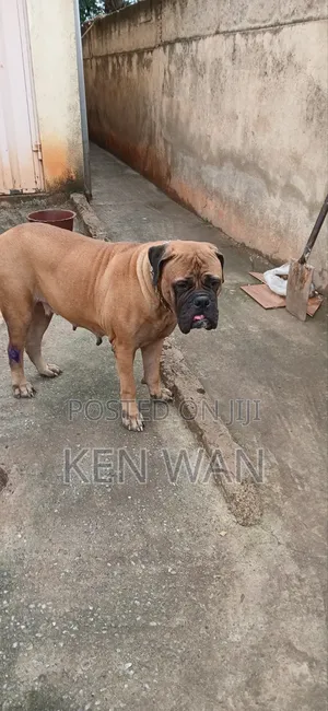 1+ year Female Purebred Bullmastiff