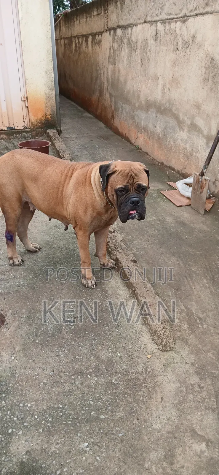 1+ year Female Purebred Bullmastiff