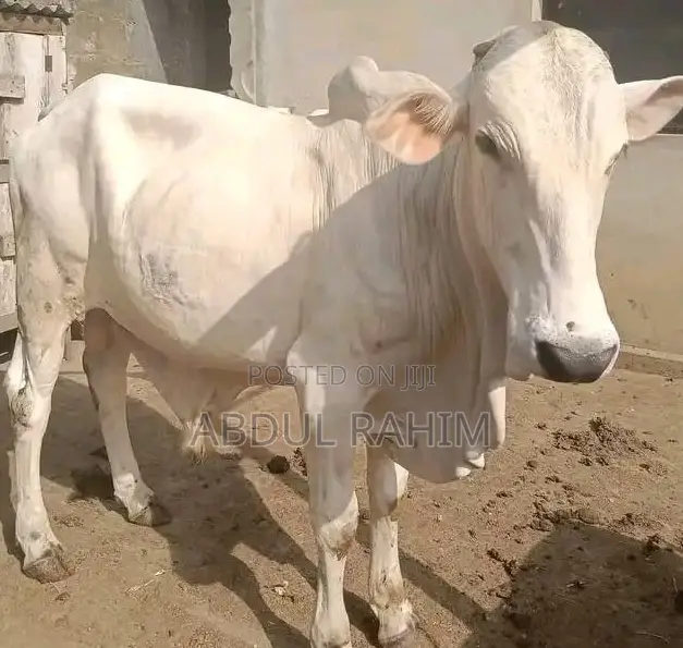 Healthy Cows for sale - Price: GH₵ 4,000 on Jiji.com.gh [Karaga]