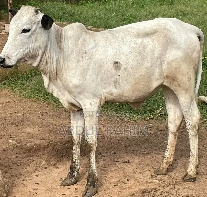 Healthy Cows for sale - Price: GH₵ 4,000 on Jiji.com.gh [Karaga]