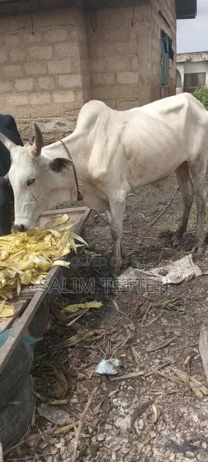 White Cow Going for Cool Price