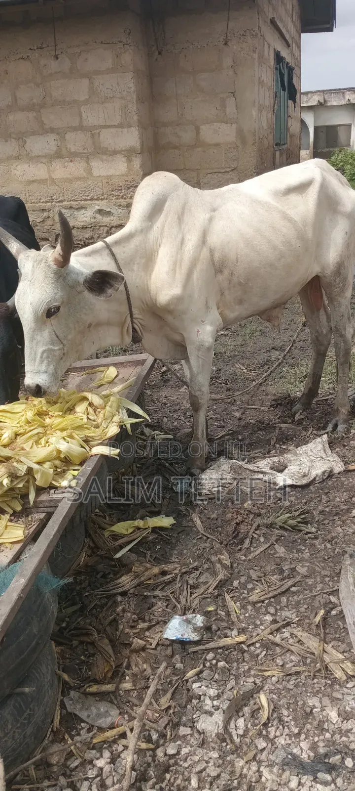 White Cow Going for Cool Price