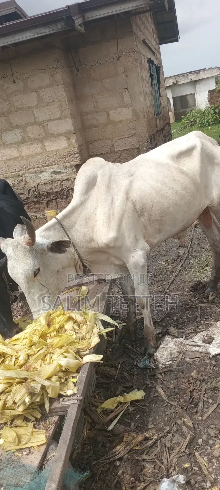 White Cow Going for Cool Price