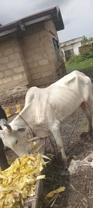 White Cow Going for Cool Price