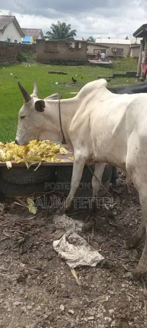 White Cow Going for Cool Price