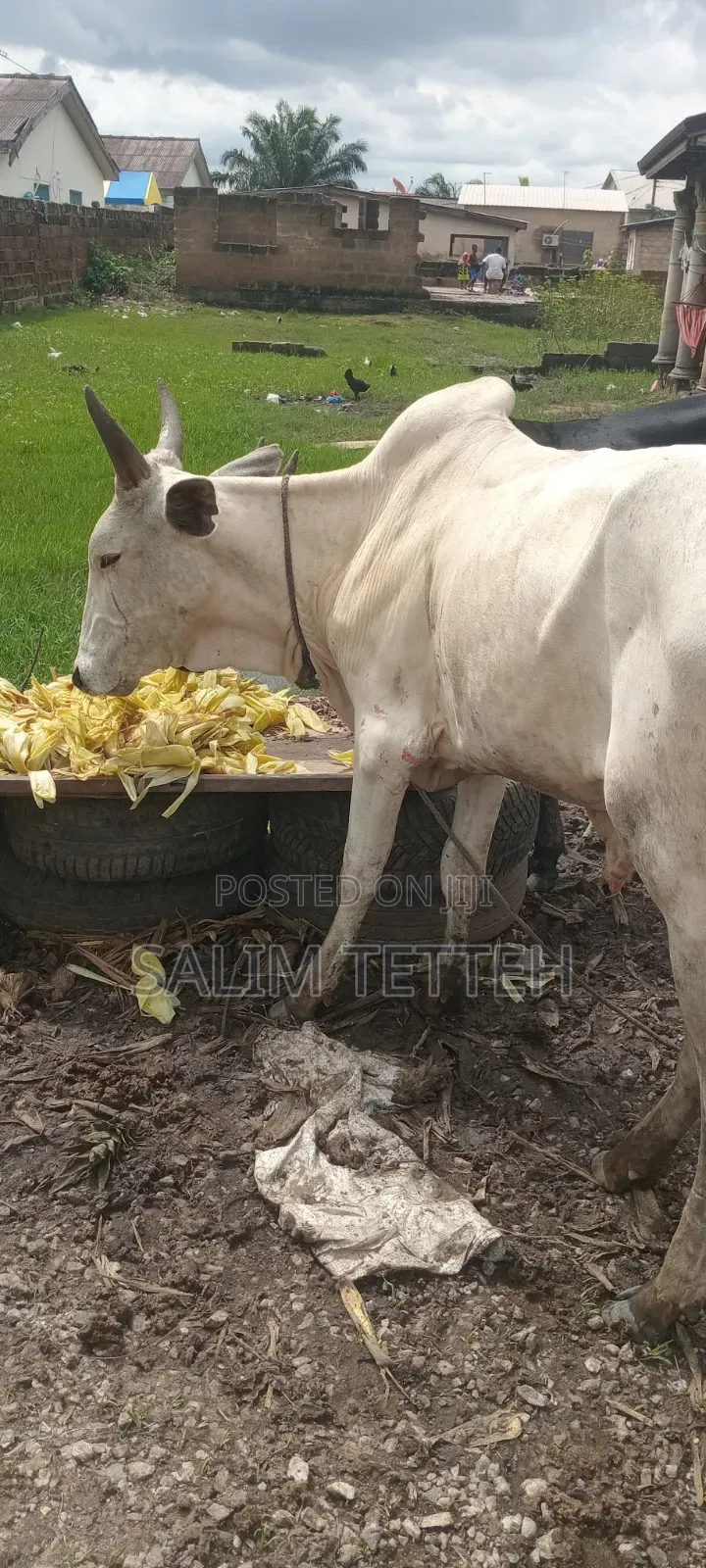White Cow Going for Cool Price