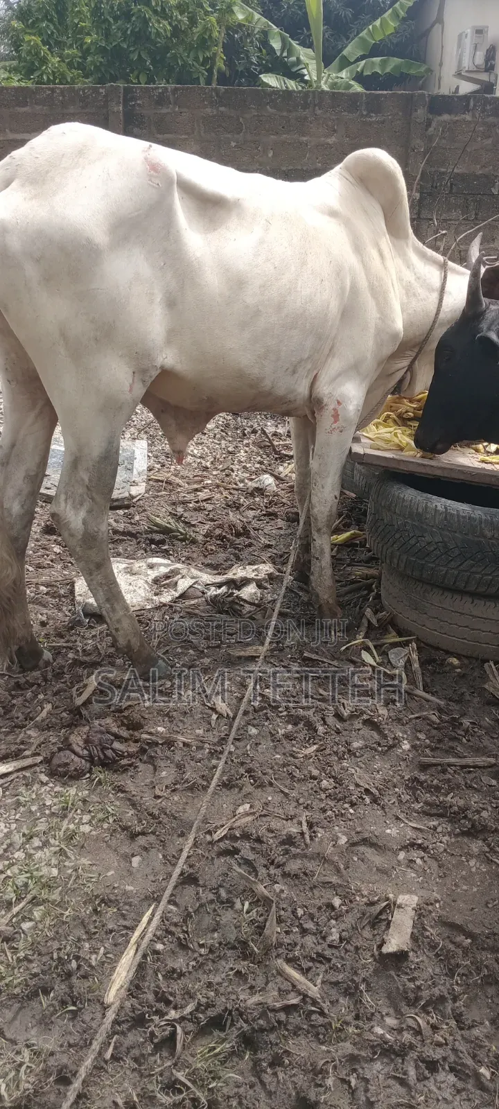 White Cow Going for Cool Price