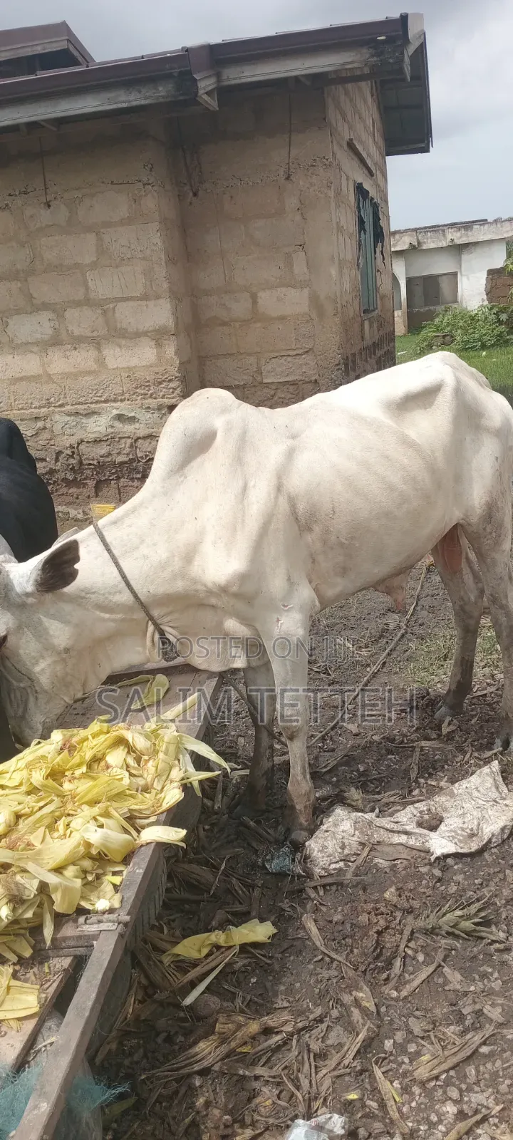 White Cow Going for Cool Price