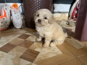 1-3 months Male Purebred Maltese