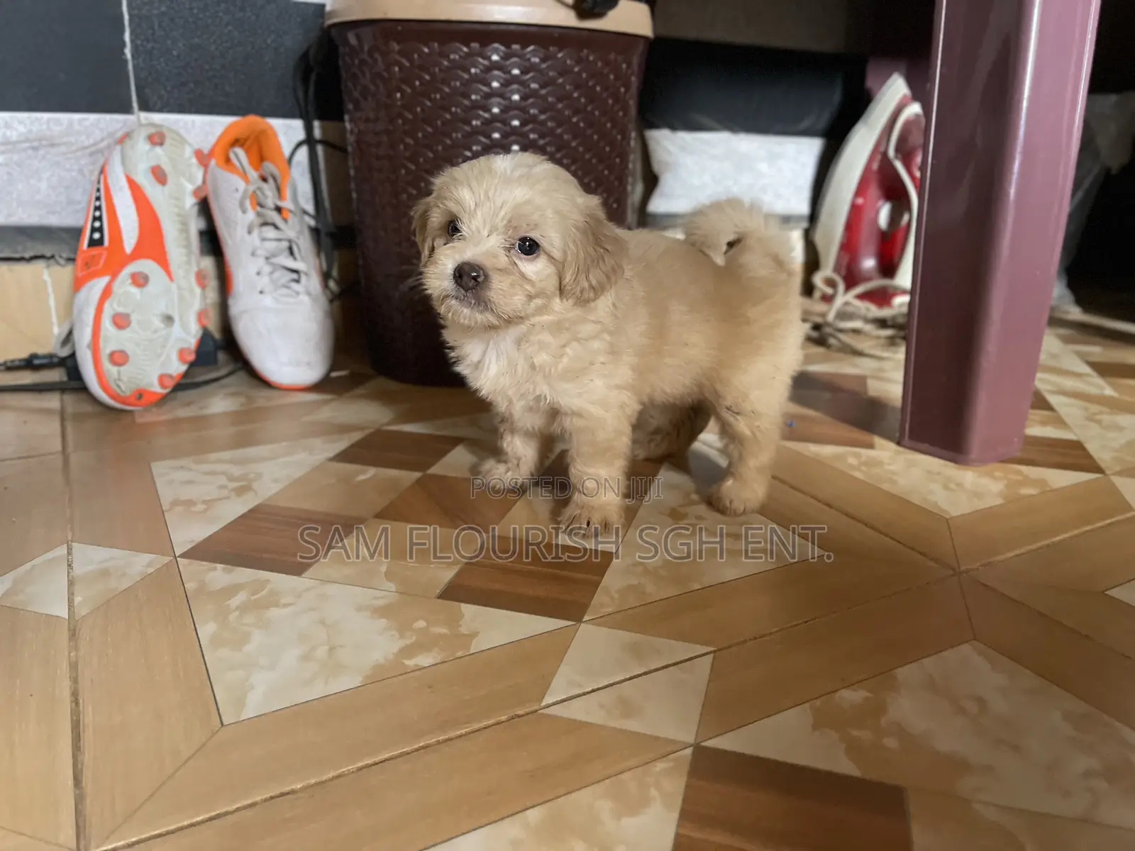1-3 months Male Purebred Maltese