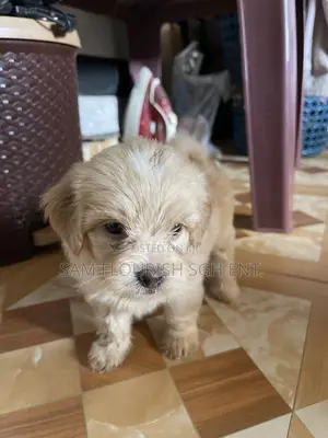 1-3 months Male Purebred Maltese