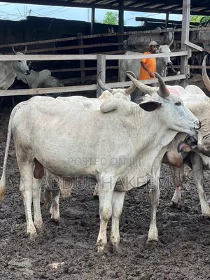 Hakeema Farm