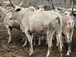 Hakeema Farm